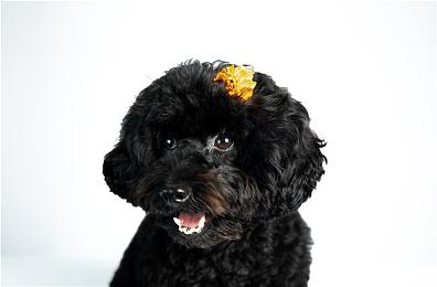 《超次元游戏海王星姐妹vs姐妹》Switch版8月10日发售